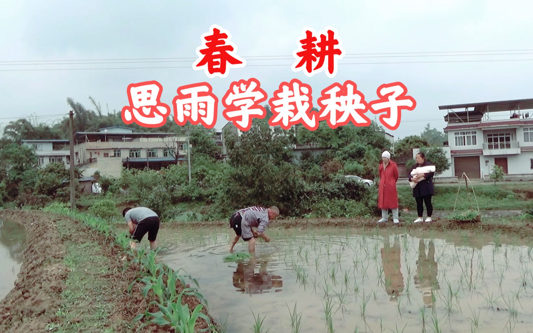 春耕是快乐的.思雨跟着老爸学栽秧子,大家看他栽的好不好啊哔哩哔哩bilibili