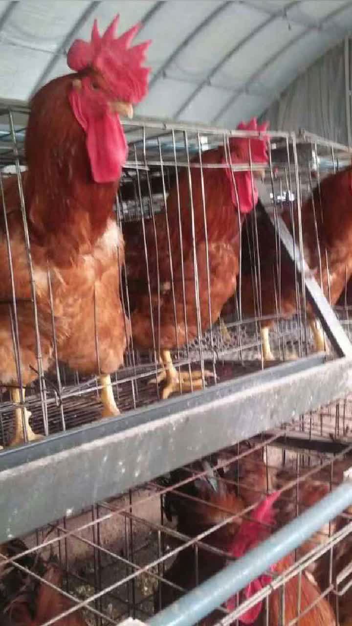 "红玉鸡:瑰丽羽毛下蕴藏的华丽身姿" #大红公鸡苗 #广东大红公鸡苗