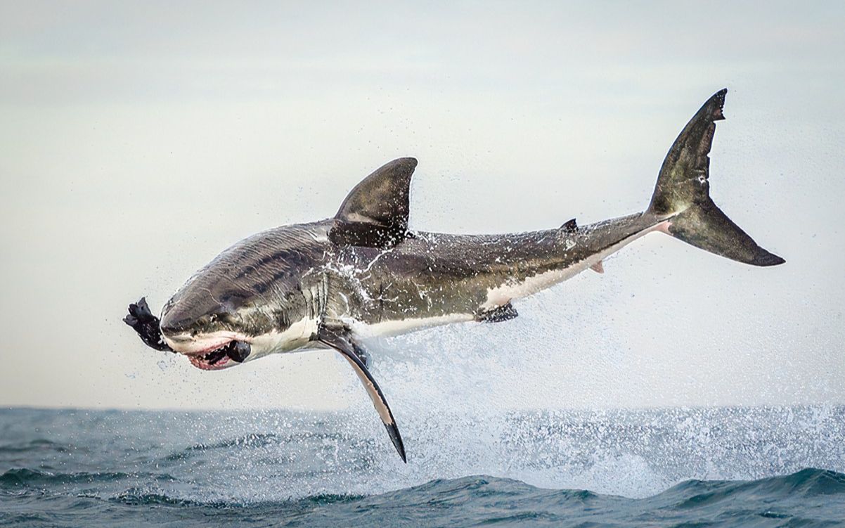 保护鲨鱼的手抄报英语图片