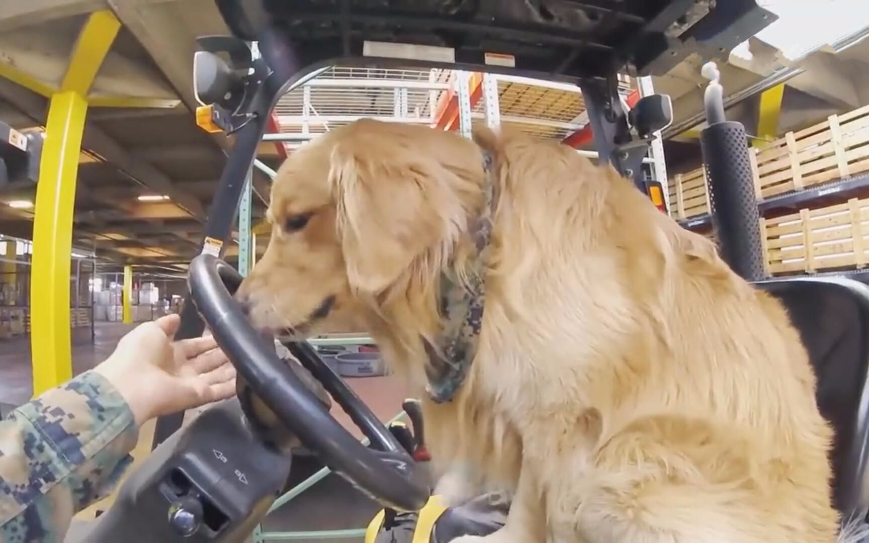 国外一只调皮的金毛,让主人用拖车拖着走,甚至还想开个叉车