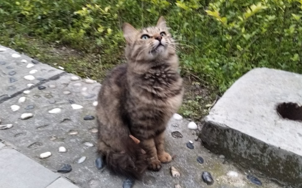 【小猫咪疯狂点头】