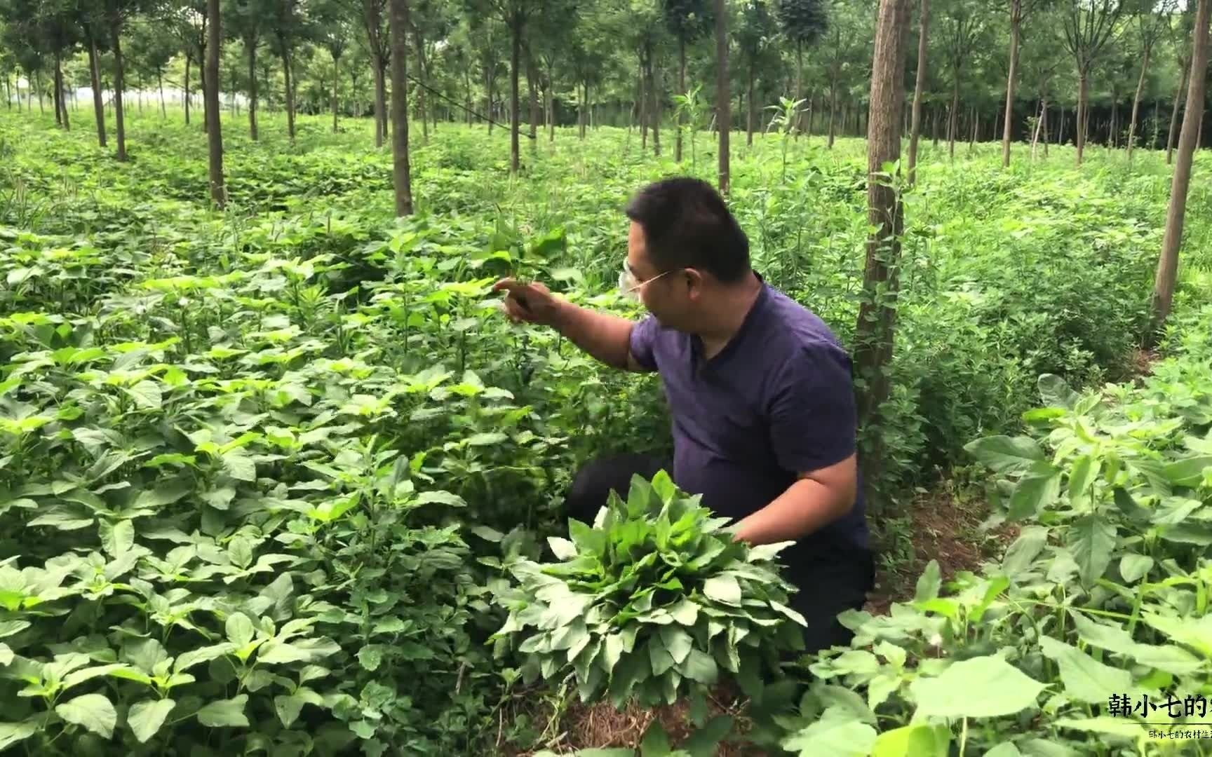 农村野苋菜和红苋菜有什么不同?被誉为高钙菜到底怎样做才最好吃哔哩哔哩bilibili