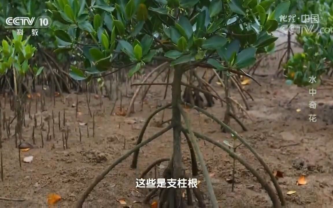 [图]红树林的植被特征（5.1植被课堂素材）