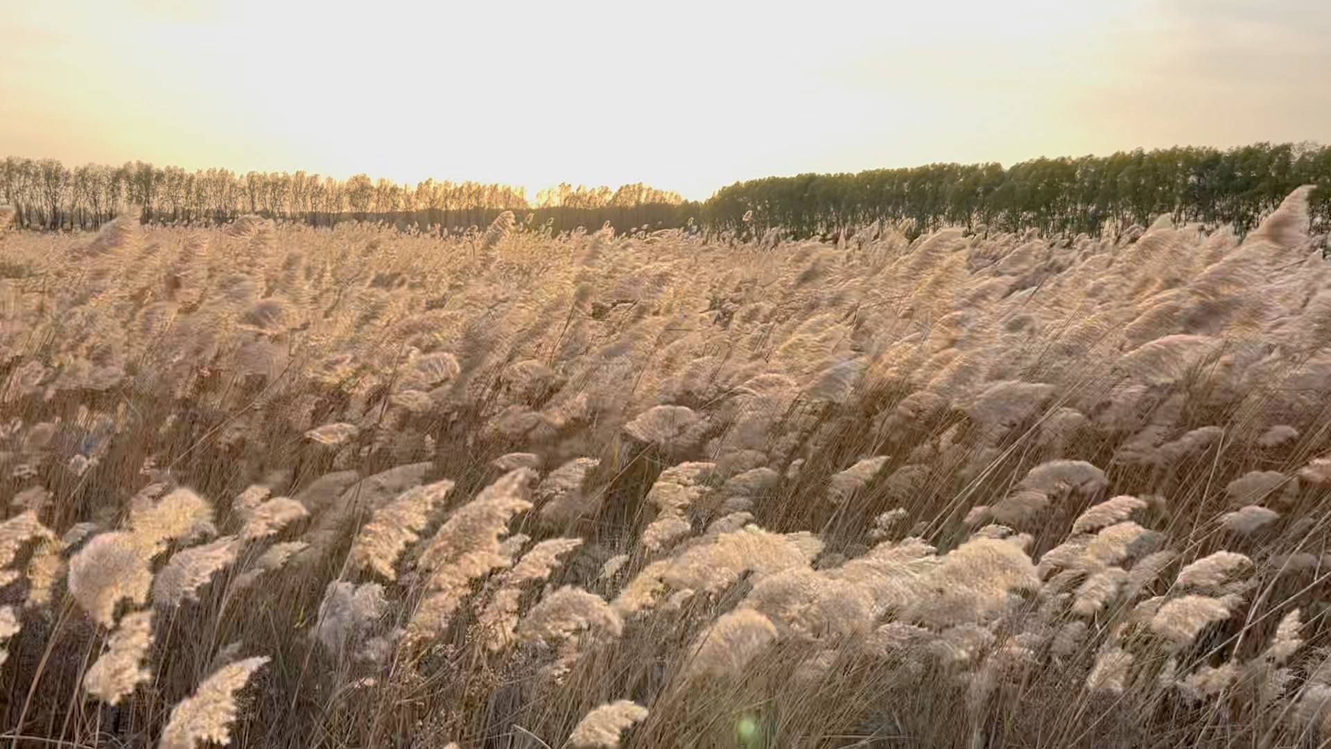 [图]你没见过的芦苇荡