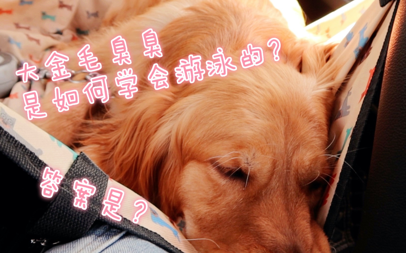 大金毛臭臭大金毛第一次游泳竟然是这样的