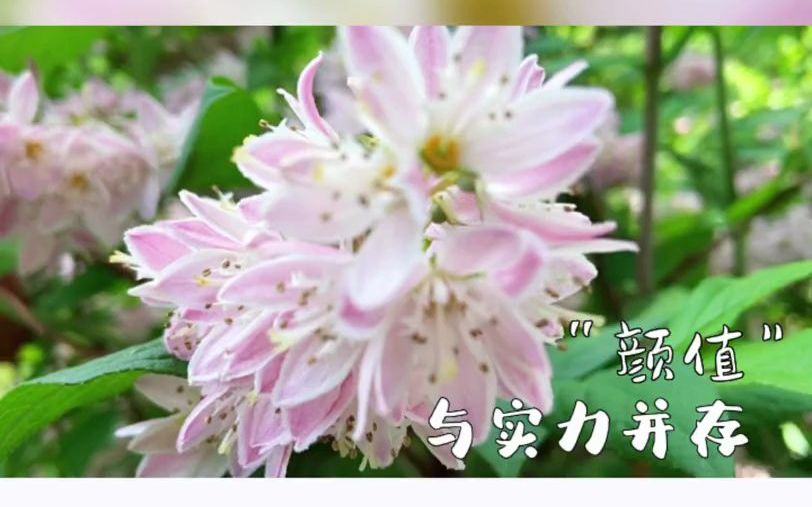 [图]#花园伴 颜值与实力并存的植物，你敢相信？