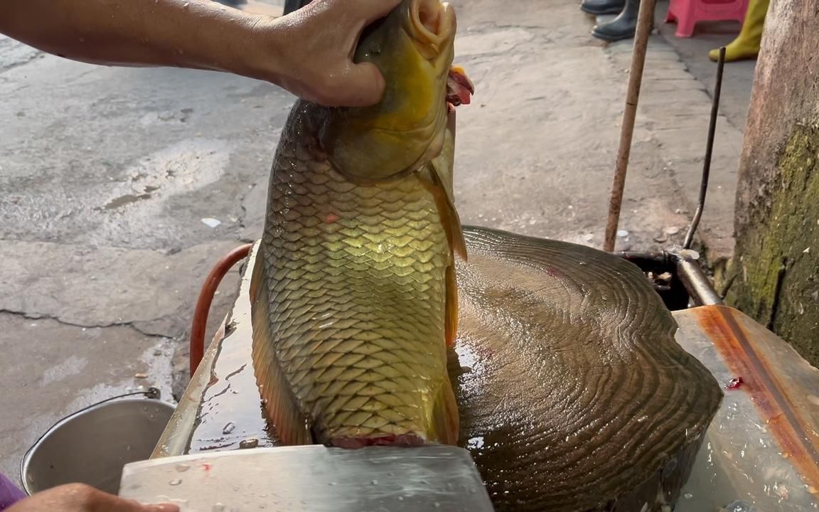 横县黄肉鲤鱼养殖图片