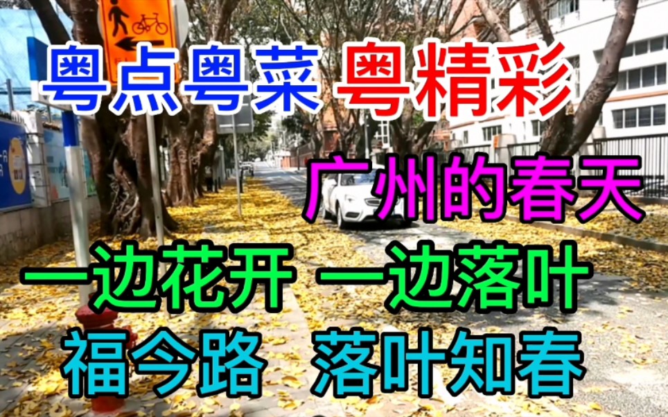 [图]广州的春天，一边花开，一边落叶，福今路，落叶知春