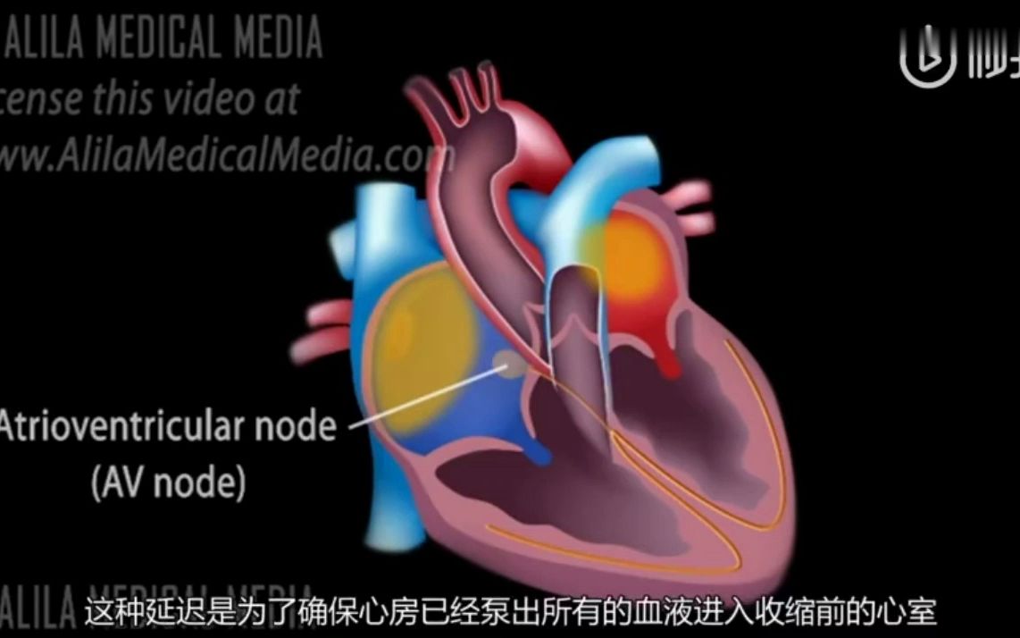 [15.1.2] 心脏传导系统的组成哔哩哔哩bilibili