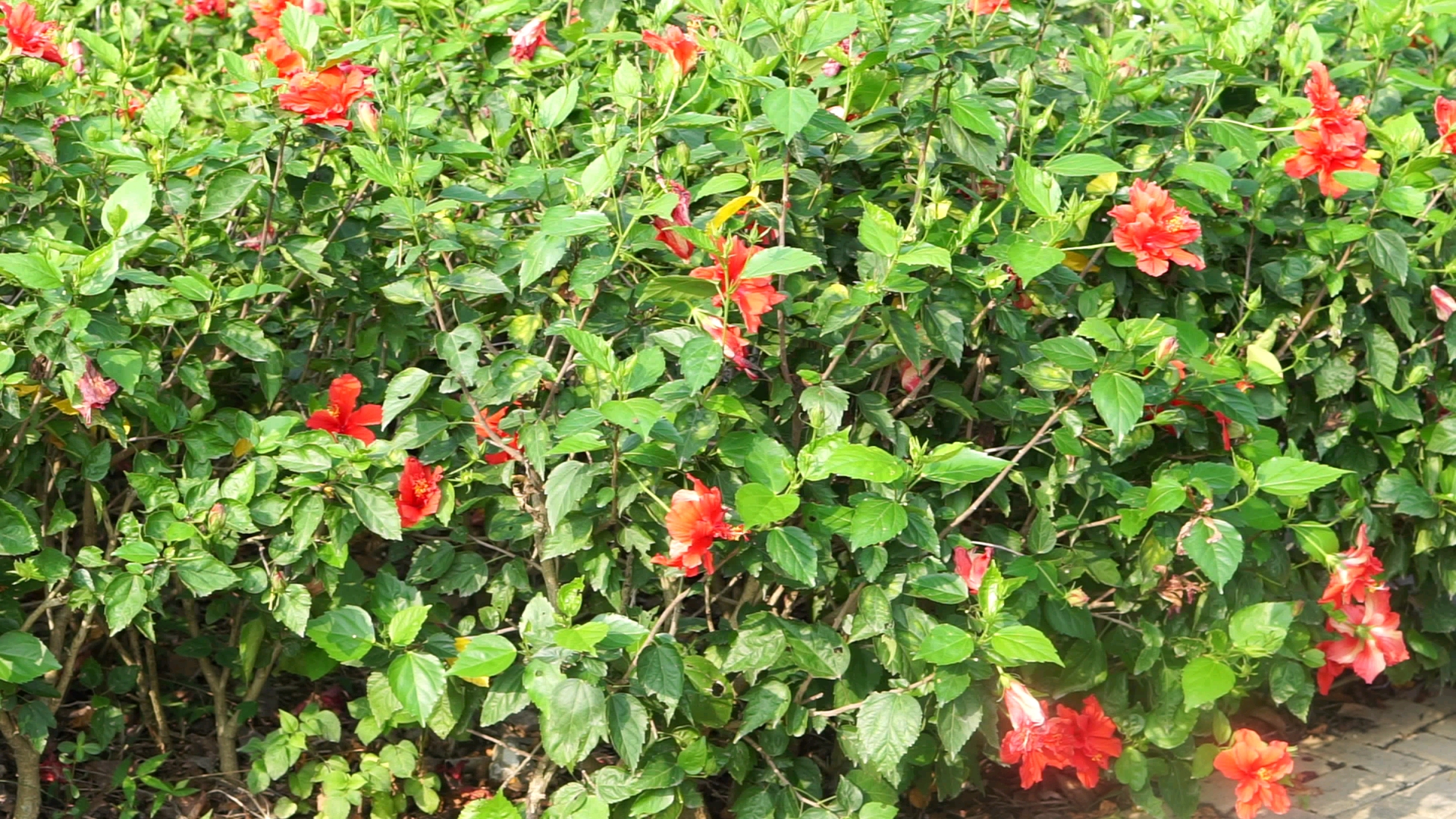 路边常见绿化植物——朱槿(锦葵科)