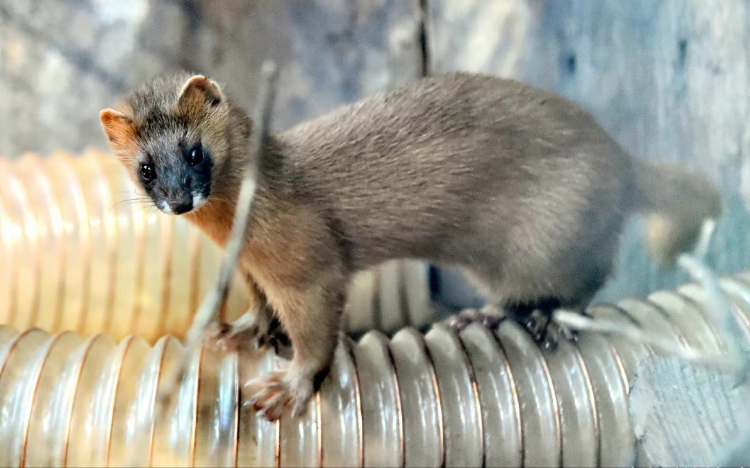 【黄鼬】活泼可爱黄大仙