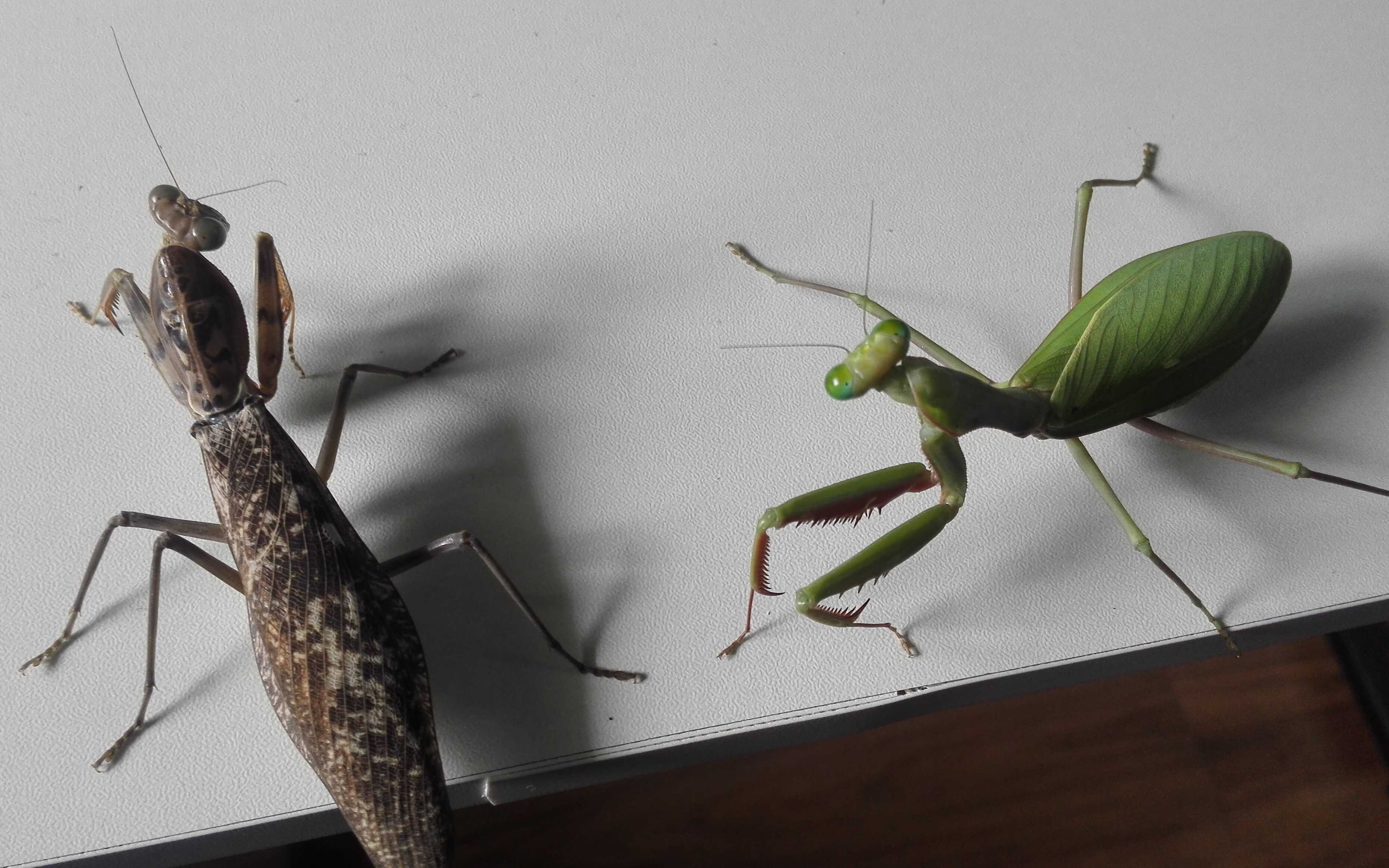 活动作品杂斑短背螳与澳洲斧螳相互试探