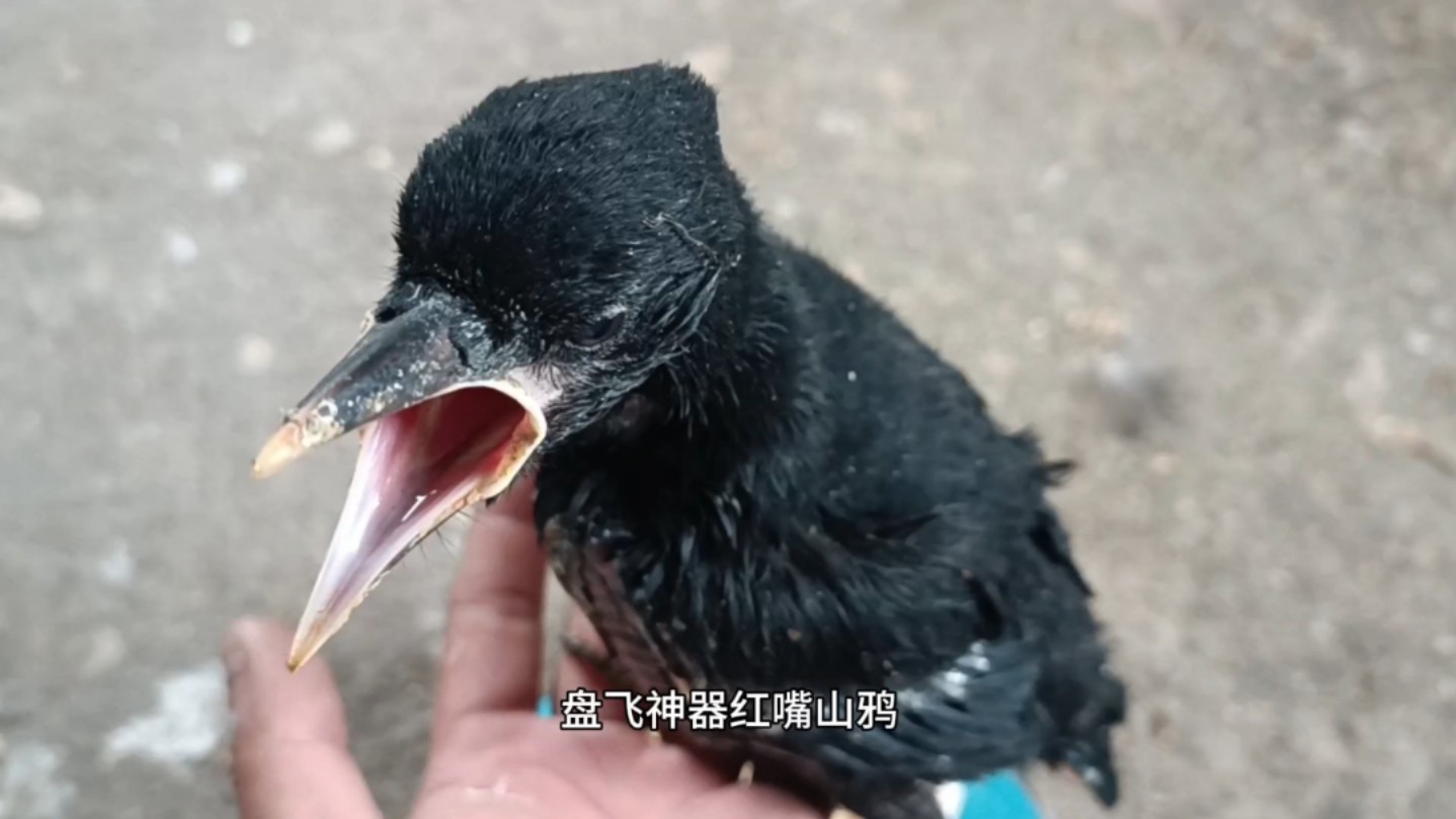 这小伙子也太能吃了吧,一餐就吃了二十多克食物