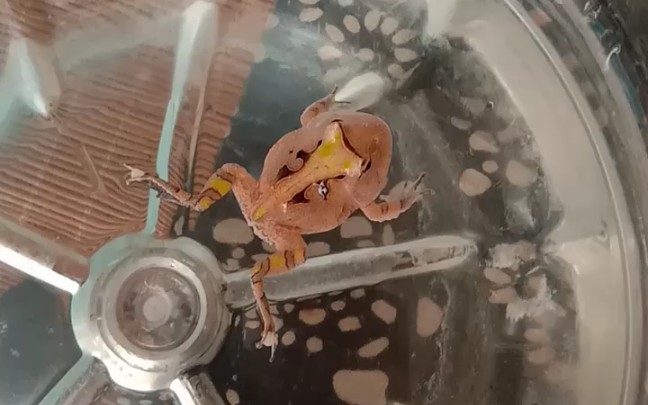 双色霸王角蛙苗子泡澡