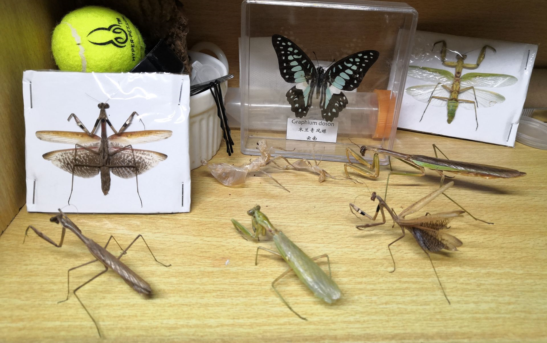 棕静螳螂标本的制作