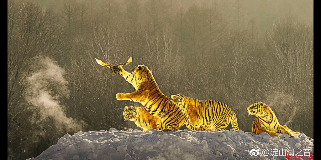 "老鹰:我就碰一下老虎",真"一"下_哔哩哔哩_bilibili