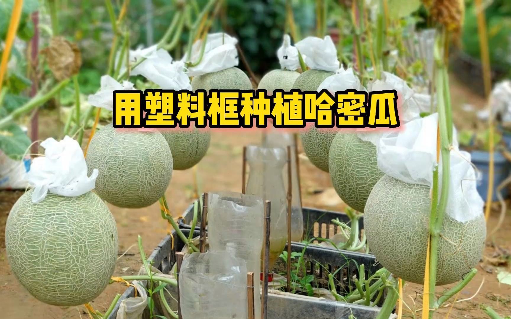 用塑料框也能在家种植哈密瓜,简单几步教会你!哔哩哔哩bilibili