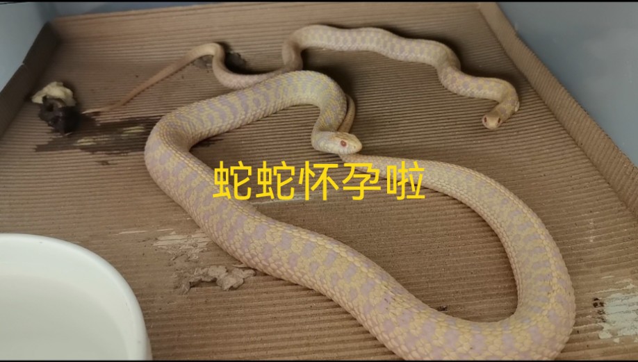 白化束带蛇怀孕啦