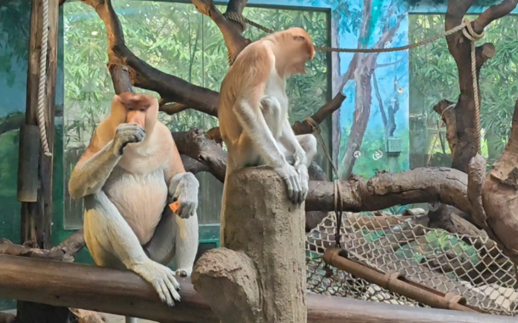 广州长隆野生动物世界:长鼻猴