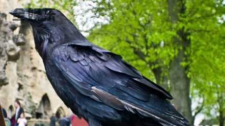 五彩斑斓的黑02原来世界上真的有五彩斑斓的黑02#乌鸦0202