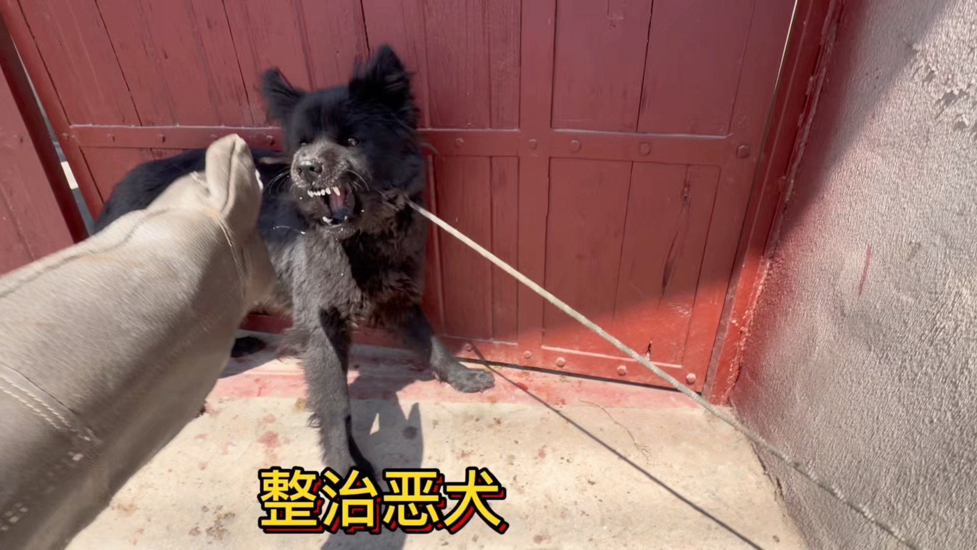 去粉丝家接一条咬人的恶犬对于这样的恶犬必须教育一下。-于大仙的农村生活-于大仙的农村生活-哔哩哔哩视频