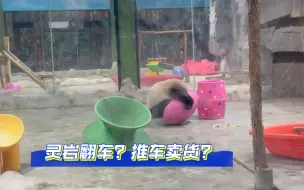 Download Video: 灵岩，你赢了，一早给人笑得肚子疼😂#大熊猫灵岩 #搞笑 #灵岩整活@栾川竹海野生动物园