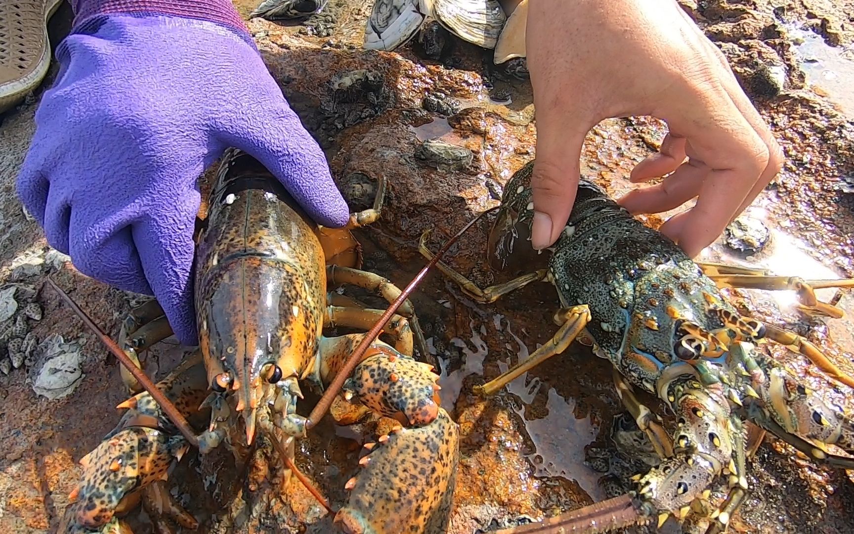 小伙赶海太搞笑了,浅水坑抓到两只不同的大龙虾,胖的一只能卖300多块
