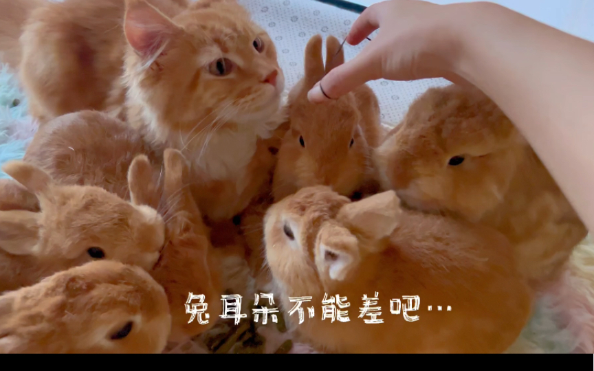 [图]猫耳反应是人耳8倍？兔耳不能差吧