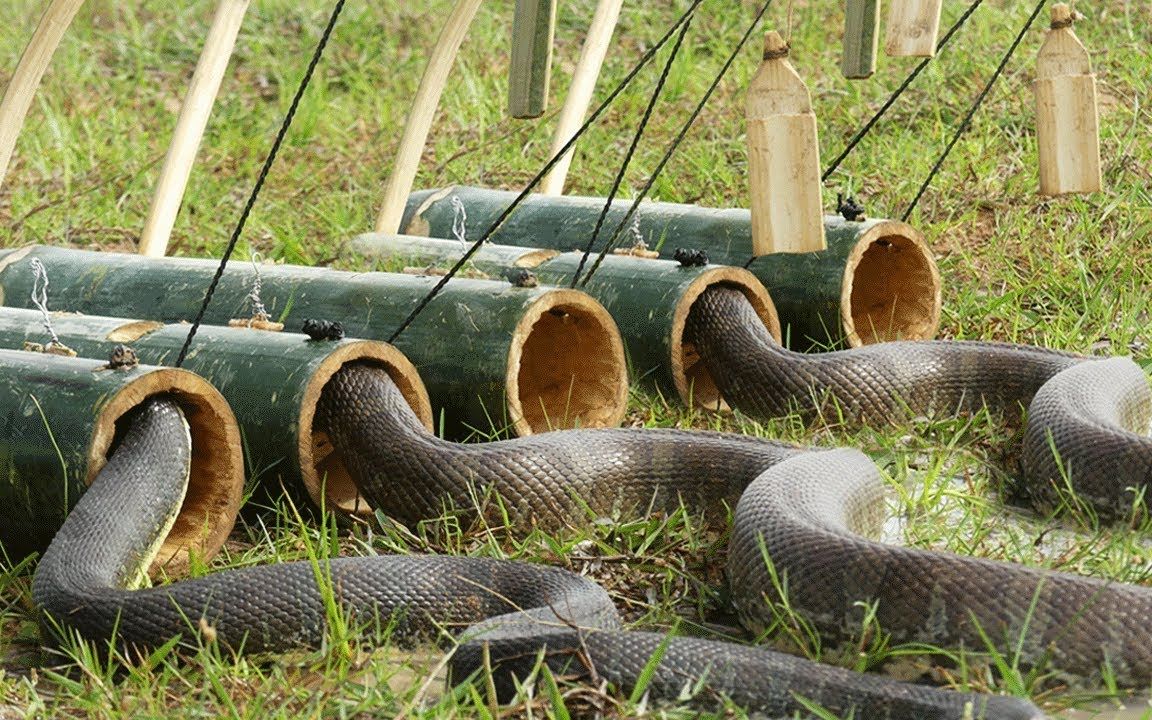 神奇的捕蛇神器,一次可以抓好几条_哔哩哔哩 (゜-゜)つロ 干杯~-bili