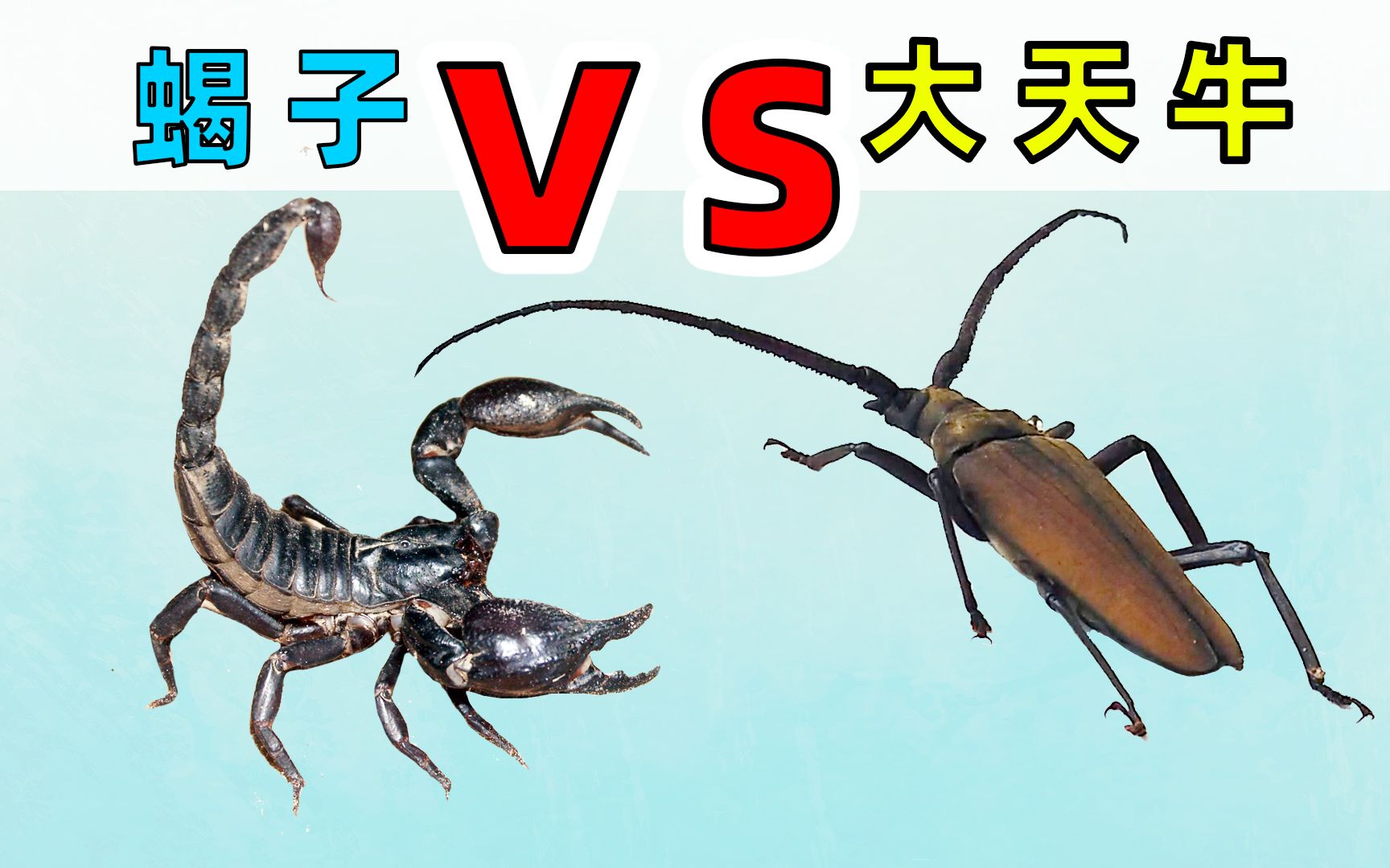 蝎子vs独角仙图片