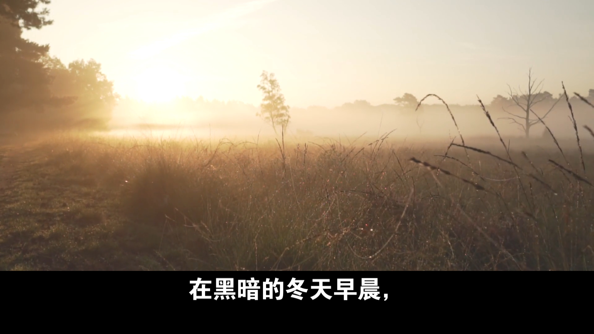 瓦尔登湖 冬天的动物-4