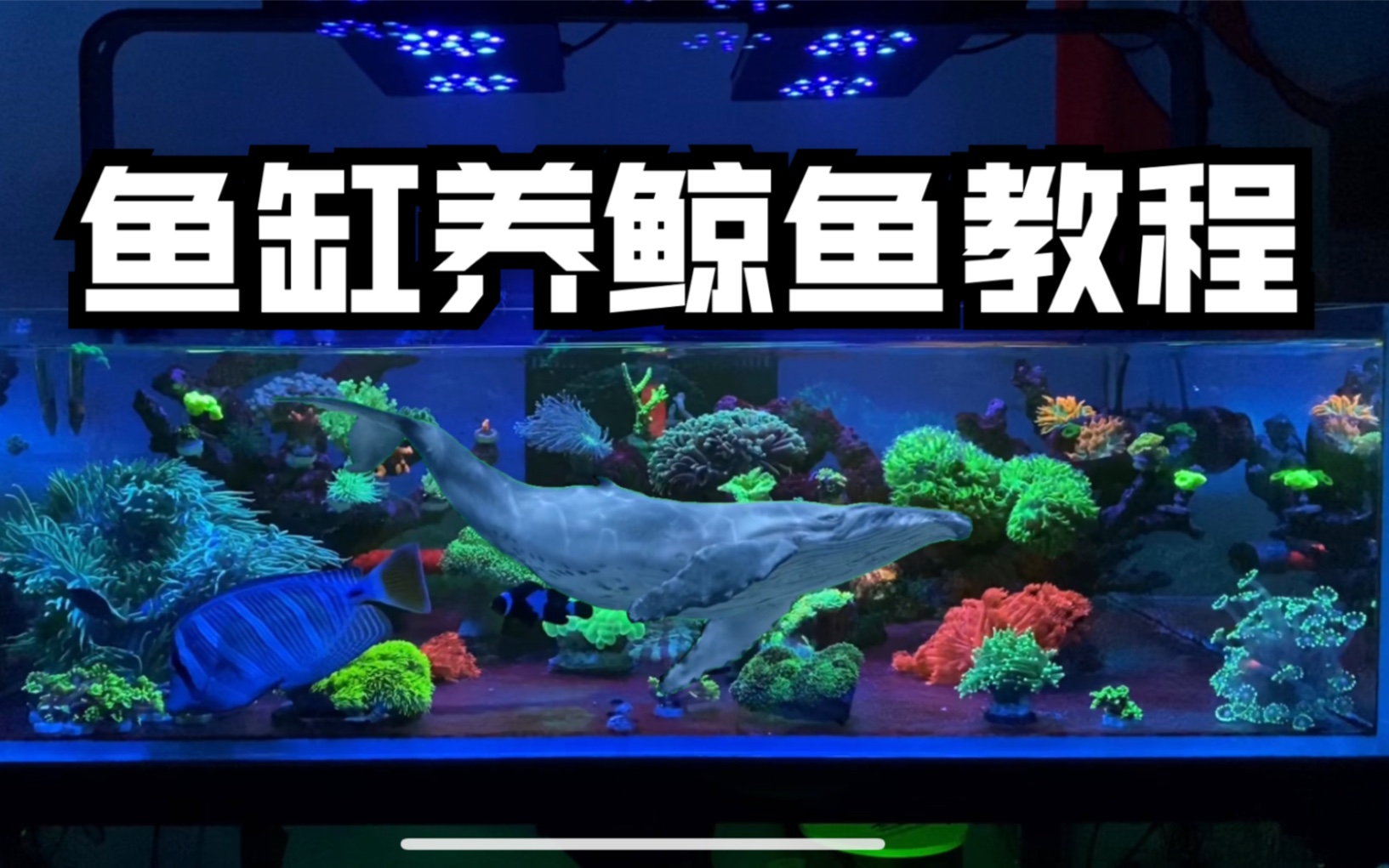 活动作品教大家如何在鱼缸里养鲸鱼