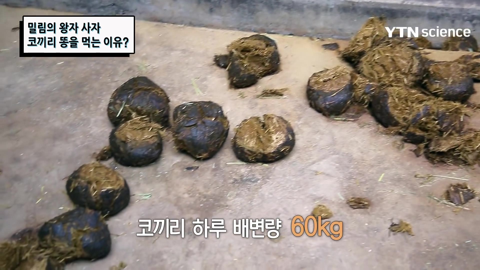 唯一爱吃大便的猫科动物