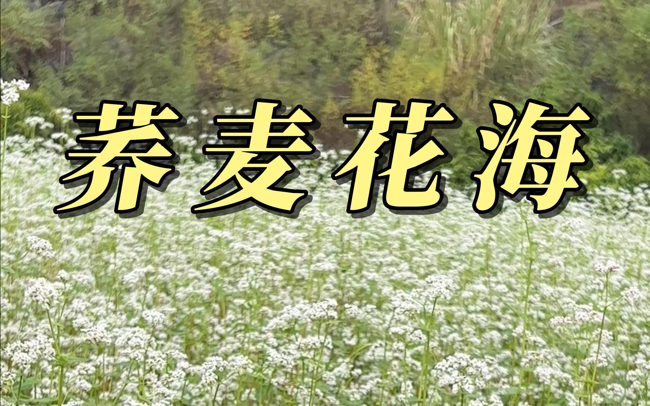 [图]一定要和你喜欢的人去一次更望湖，看看那里的荞麦花海