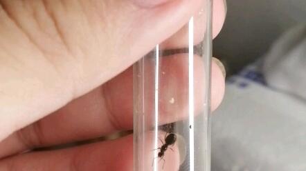 云养蚁第四天 喂食了几粒白砂糖 不小心惊扰到母虫 母虫带着卵逃窜 哔哩哔哩 つロ干杯 Bilibili