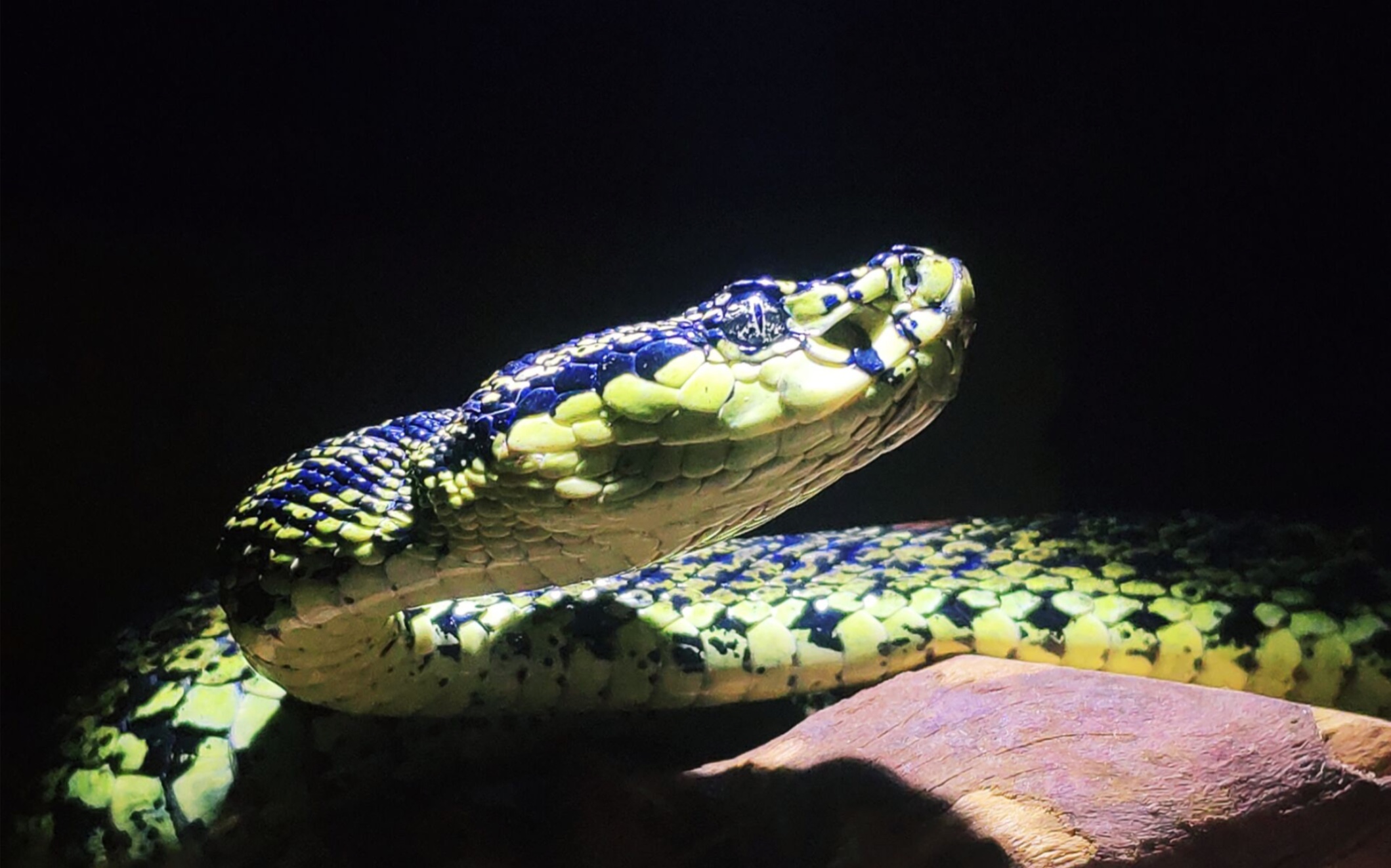 菜花原矛头蝮生小蛇