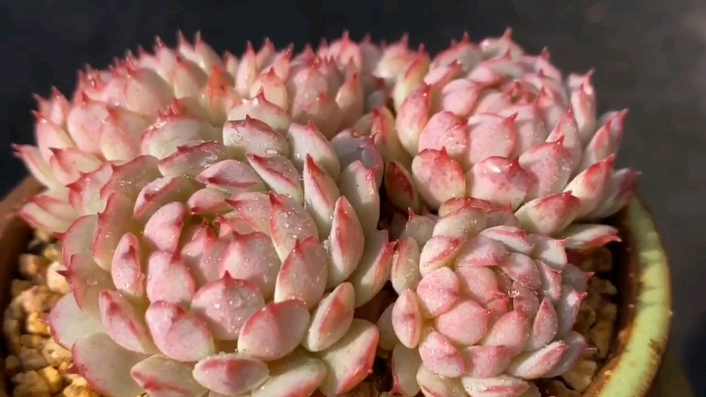 群生多肉小夜曲饺子皮东尼孤星海琳娜都是我喜欢的品种