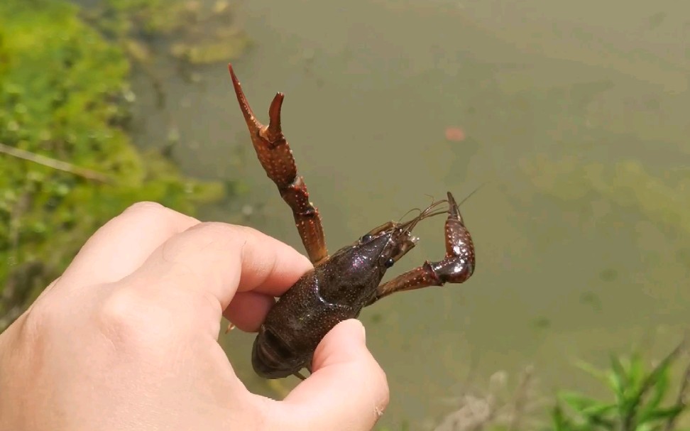 活动  真香!臭水沟里的小龙虾,带回家又是一道菜