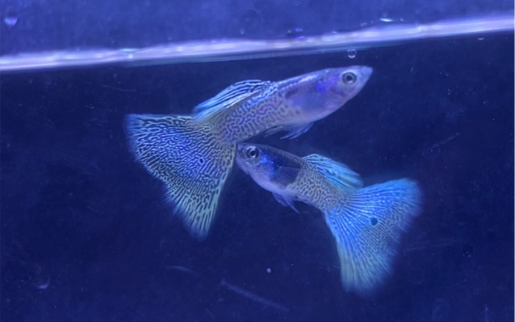 金属黄蕾丝孔雀鱼