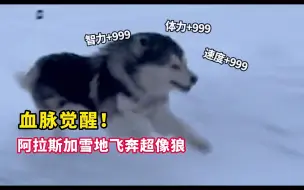 Download Video: 血脉觉醒！阿拉斯加雪地飞奔超像狼