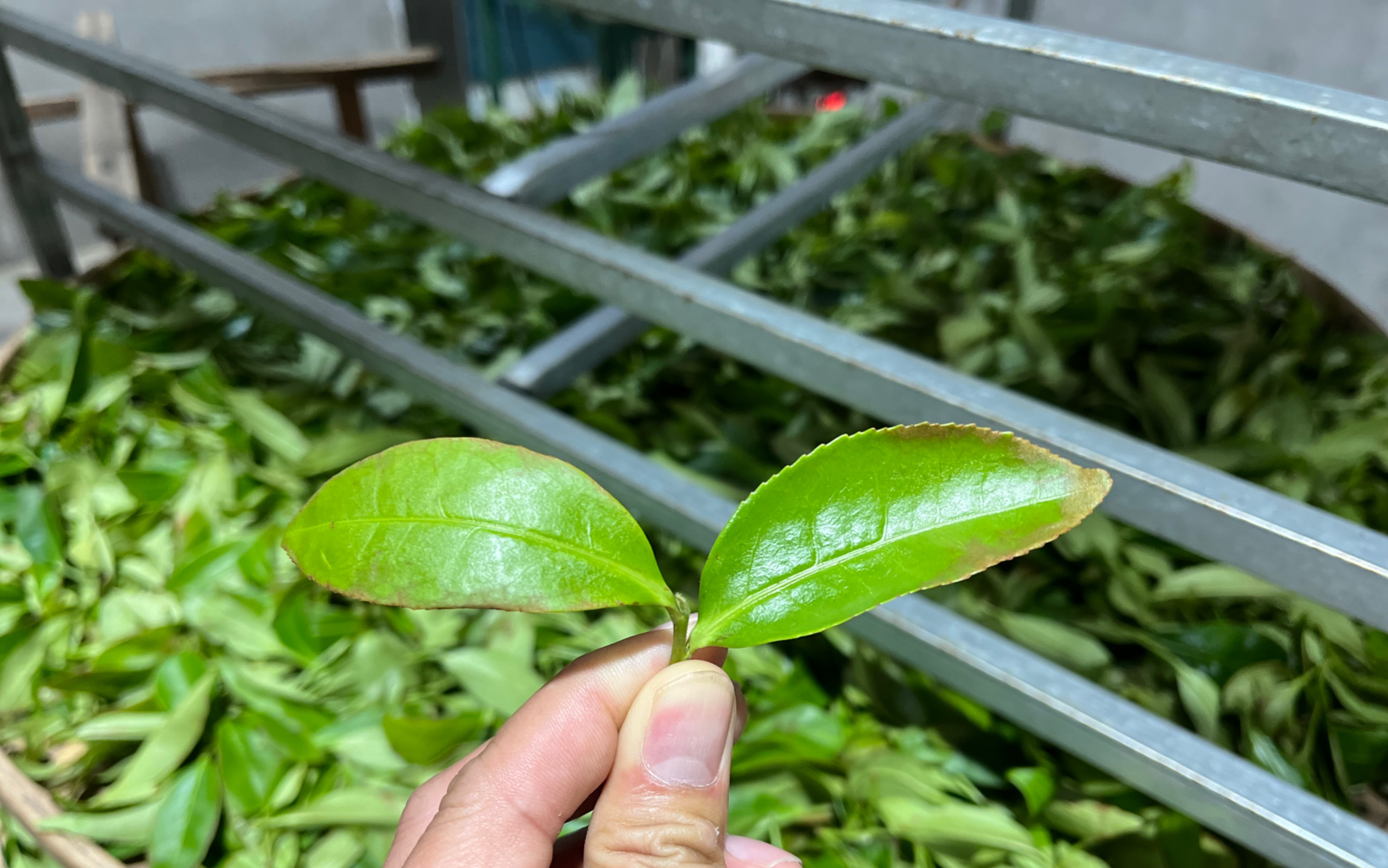 漳平水仙摇青到位后的青叶表现