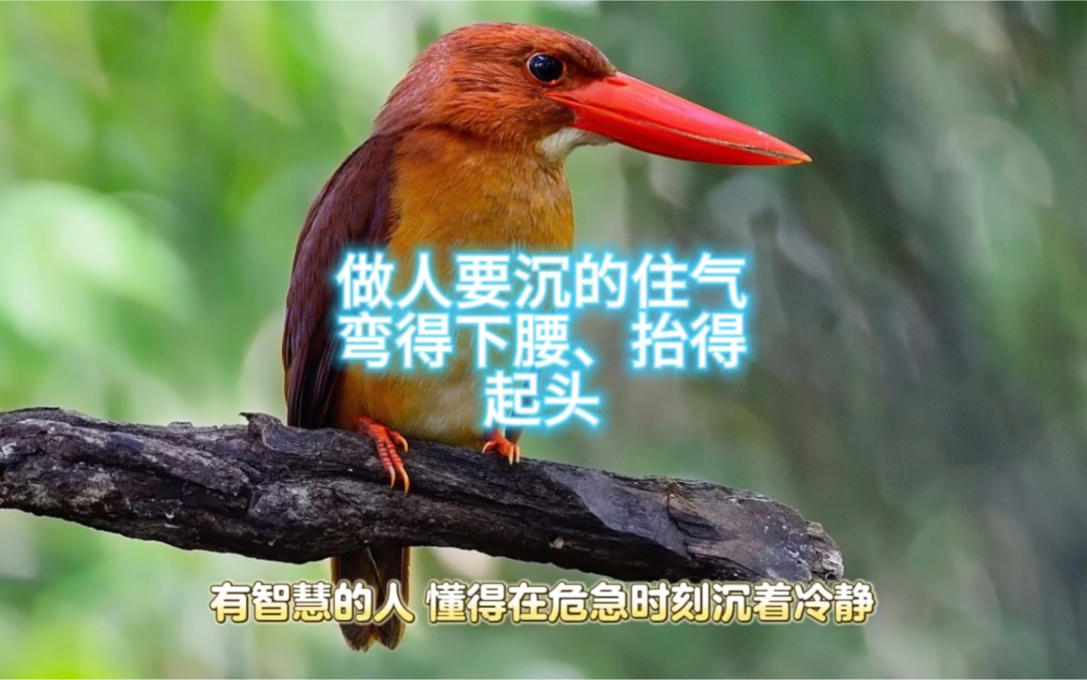 做人要沉得住气,弯得下腰,抬得起头!