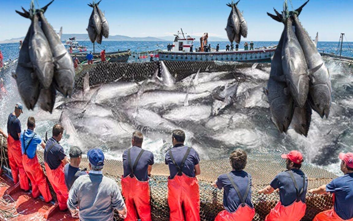 国外疯狂海捕金枪鱼,大型环网套内网捕几百斤大的鱼,看着就过瘾