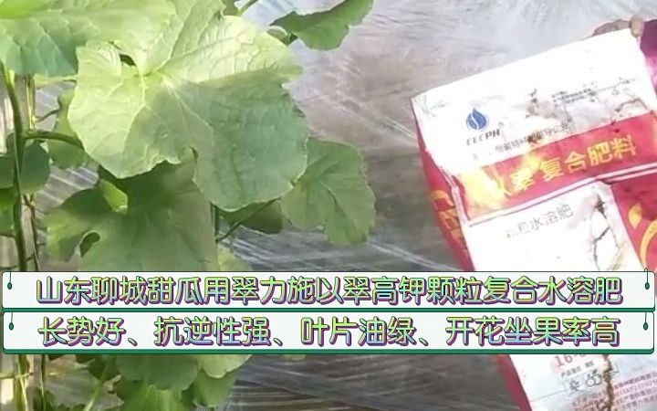 水溶肥厂家山东聊城甜瓜用翠力施以翠高钾颗粒复合水溶肥,长势好、抗逆性强、叶片油绿、开花坐果率高哔哩哔哩bilibili