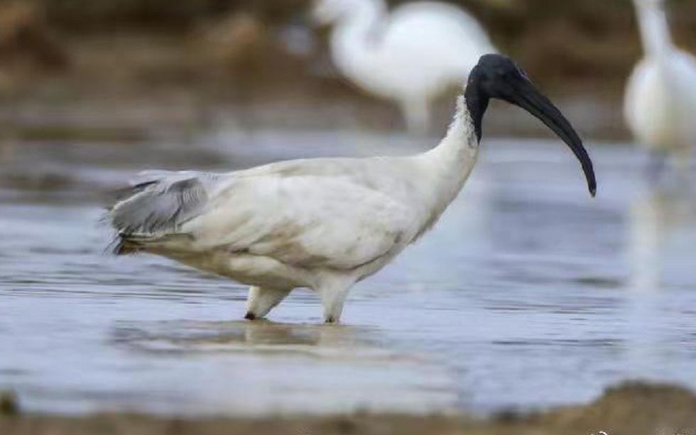罕见!#保山 首次发现国家一级保护动物#黑头白鹮.