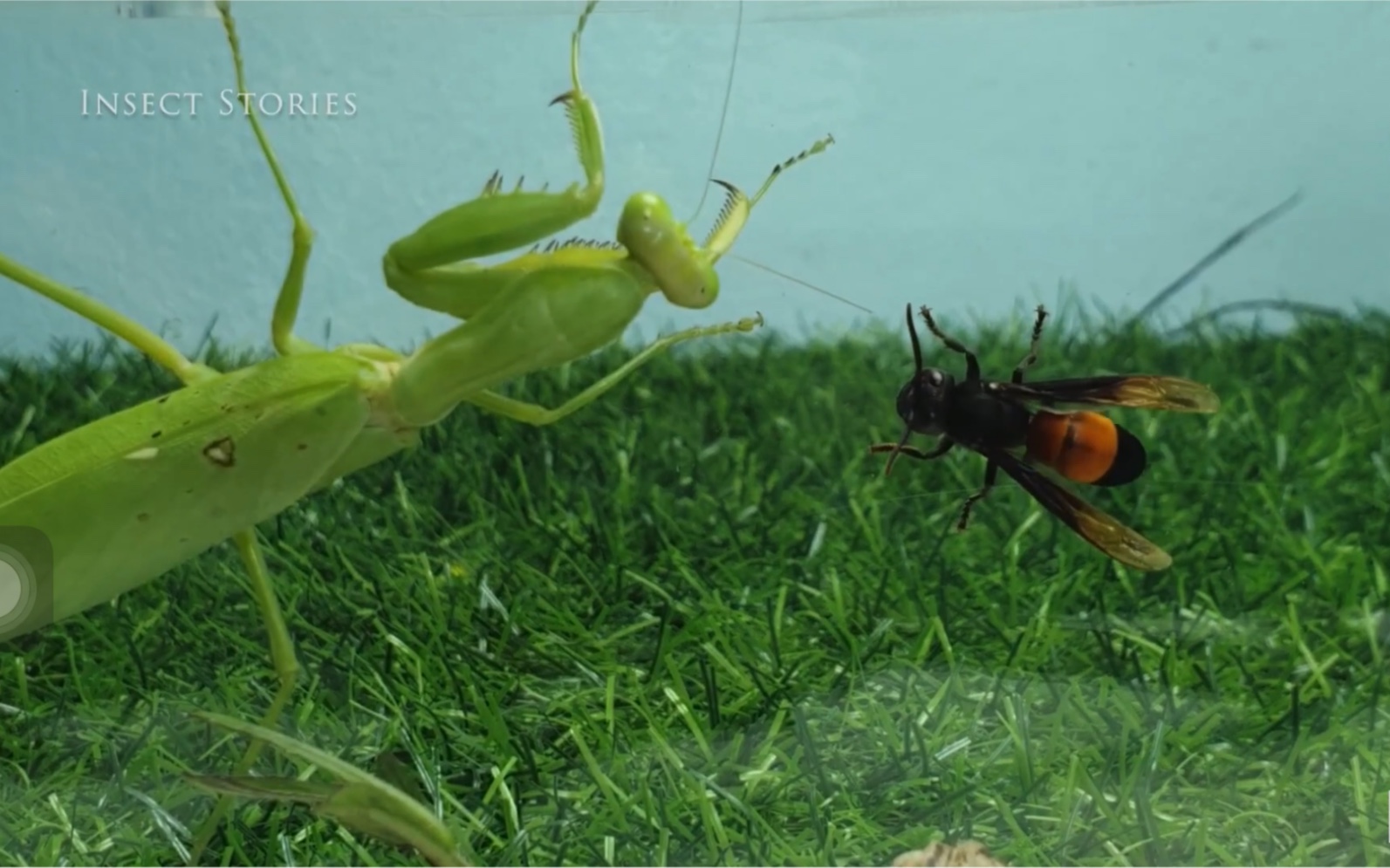 【搬运】2x广斧螳螂vs2x黄腰胡蜂(up主不喜欢的斗虫方式(看简介))