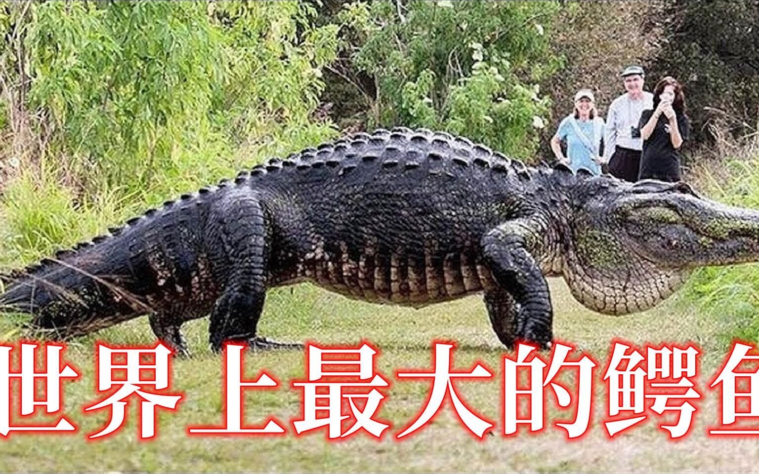 最大的鳄鱼罗利图片
