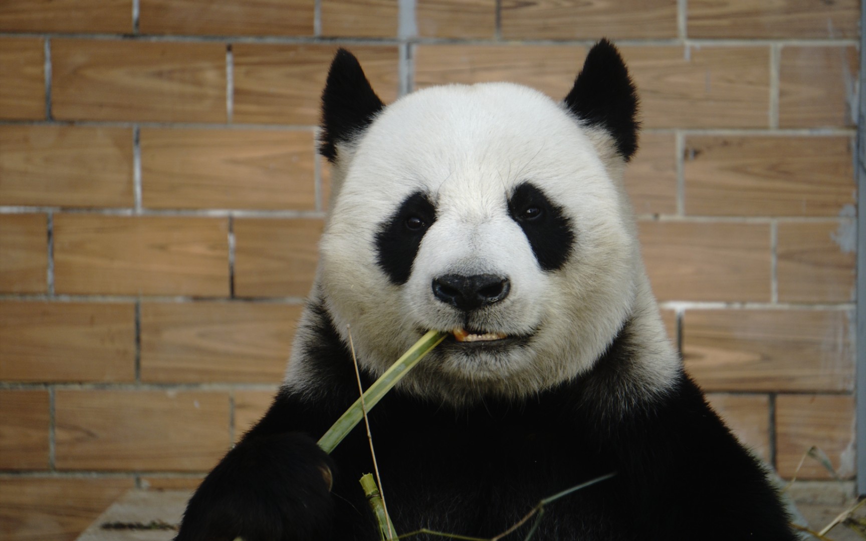 【大熊猫竹韵】竹韵麻麻的吃播,答应我一定要看到最后的高清版立三角