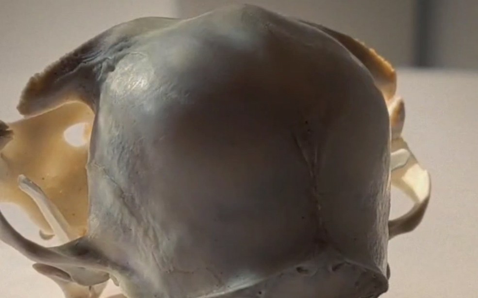 加菲猫头骨标本