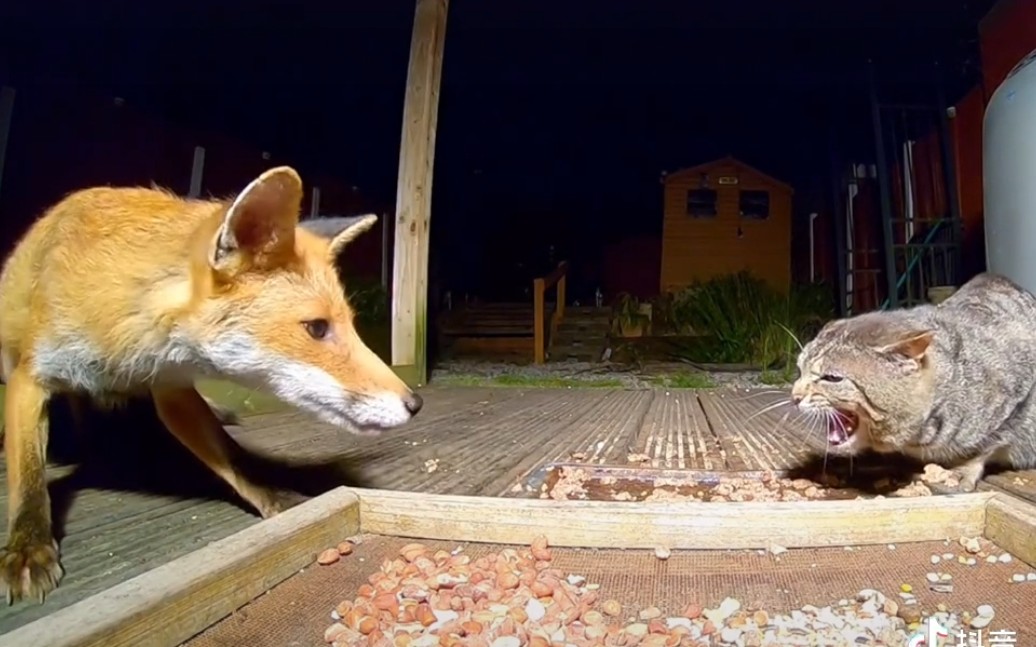 狸花猫vs野生狐狸